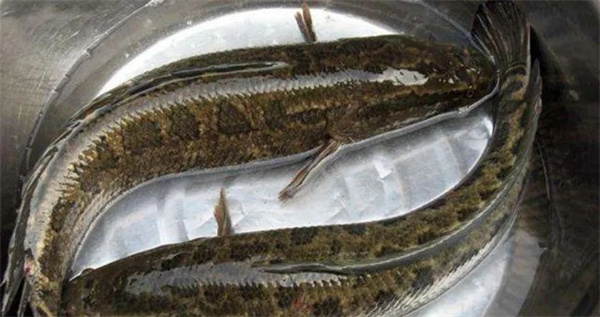 <a href=http://www.8881133.com target=_blank class=infotextkey>江西新東方烹飪學校</a>jpg