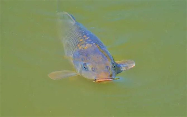 <a href=http://www.8881133.com target=_blank class=infotextkey>江西新東方烹飪學(xué)校</a>.jpg