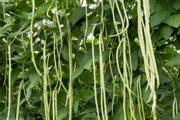 <a href=http://www.8881133.com target=_blank class=infotextkey>江西新東方烹飪學校</a>.jpg