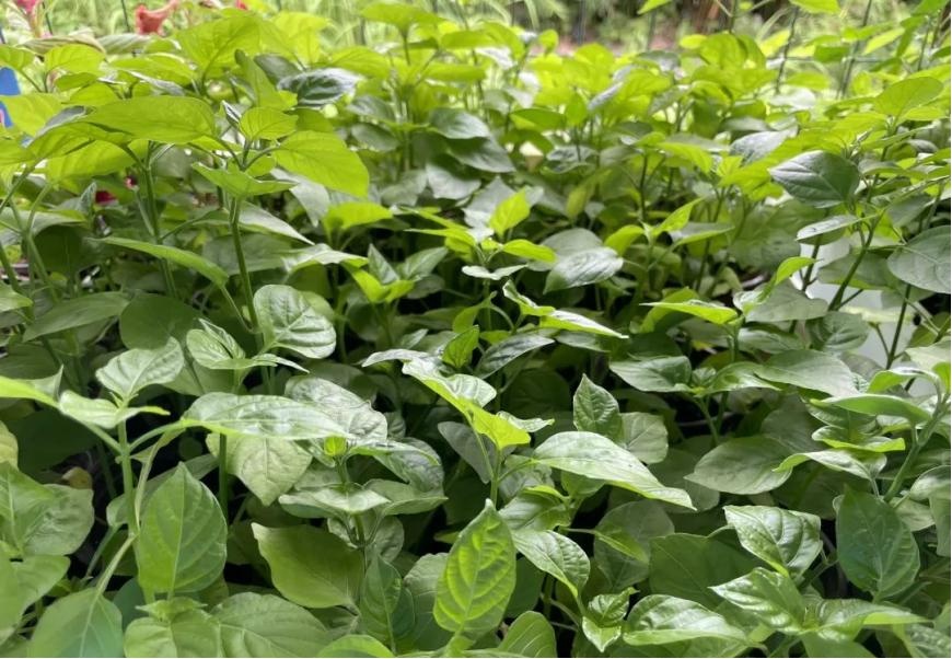 <a href=http://www.8881133.com target=_blank class=infotextkey>江西新東方烹飪學(xué)院</a>