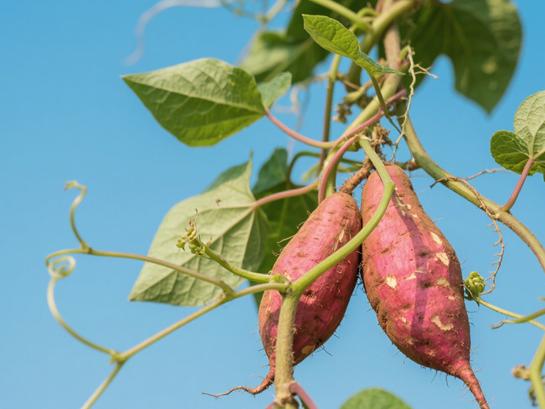 生成水果圖片 (2).jpg