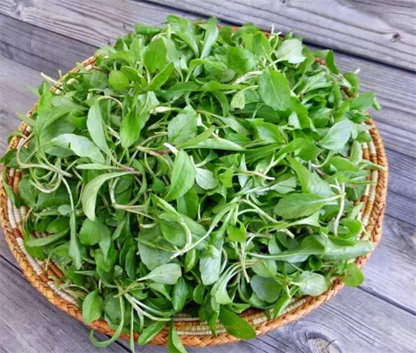 <a href=http://www.8881133.com target=_blank class=infotextkey>江西新東方烹飪學(xué)校</a>.jpg