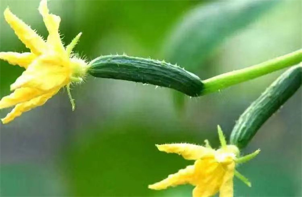 <a href=http://www.8881133.com target=_blank class=infotextkey>江西新東方烹飪學(xué)校</a>