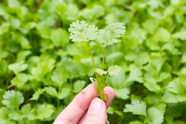 <a href=http://www.8881133.com target=_blank class=infotextkey>江西新東方烹飪學校</a>jpg