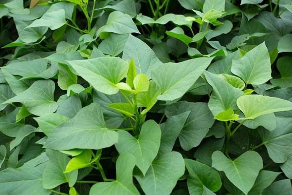 <a href=http://www.8881133.com target=_blank class=infotextkey>|WУ</a>.jpg