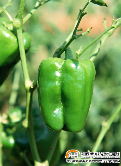 江西新東方大師提醒八大人群不能吃辣