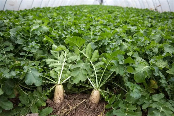 <a href=http://www.8881133.com target=_blank class=infotextkey>江西新東方烹飪學校</a>.jpg