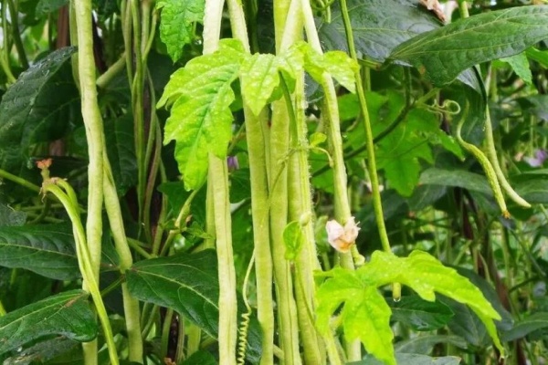 <a href=http://www.8881133.com target=_blank class=infotextkey>江西新東方烹飪學校</a>.jpg