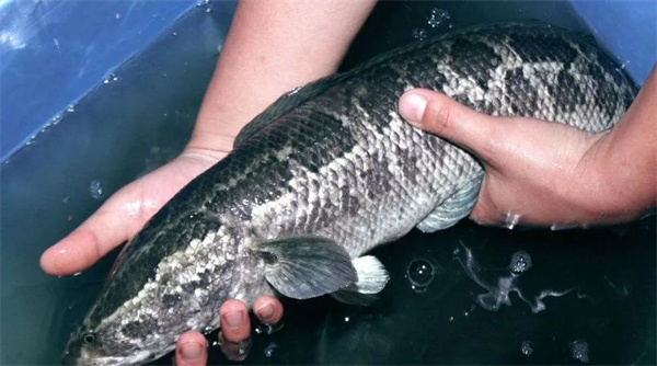 <a href=http://www.8881133.com target=_blank class=infotextkey>江西新東方烹飪學校</a>.jpg