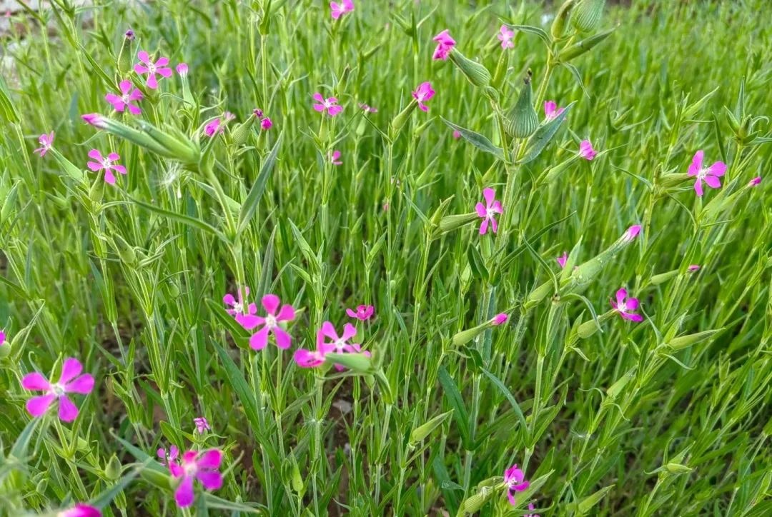 <a href=http://www.8881133.com target=_blank class=infotextkey>江西新東方烹飪學校</a>.jpg